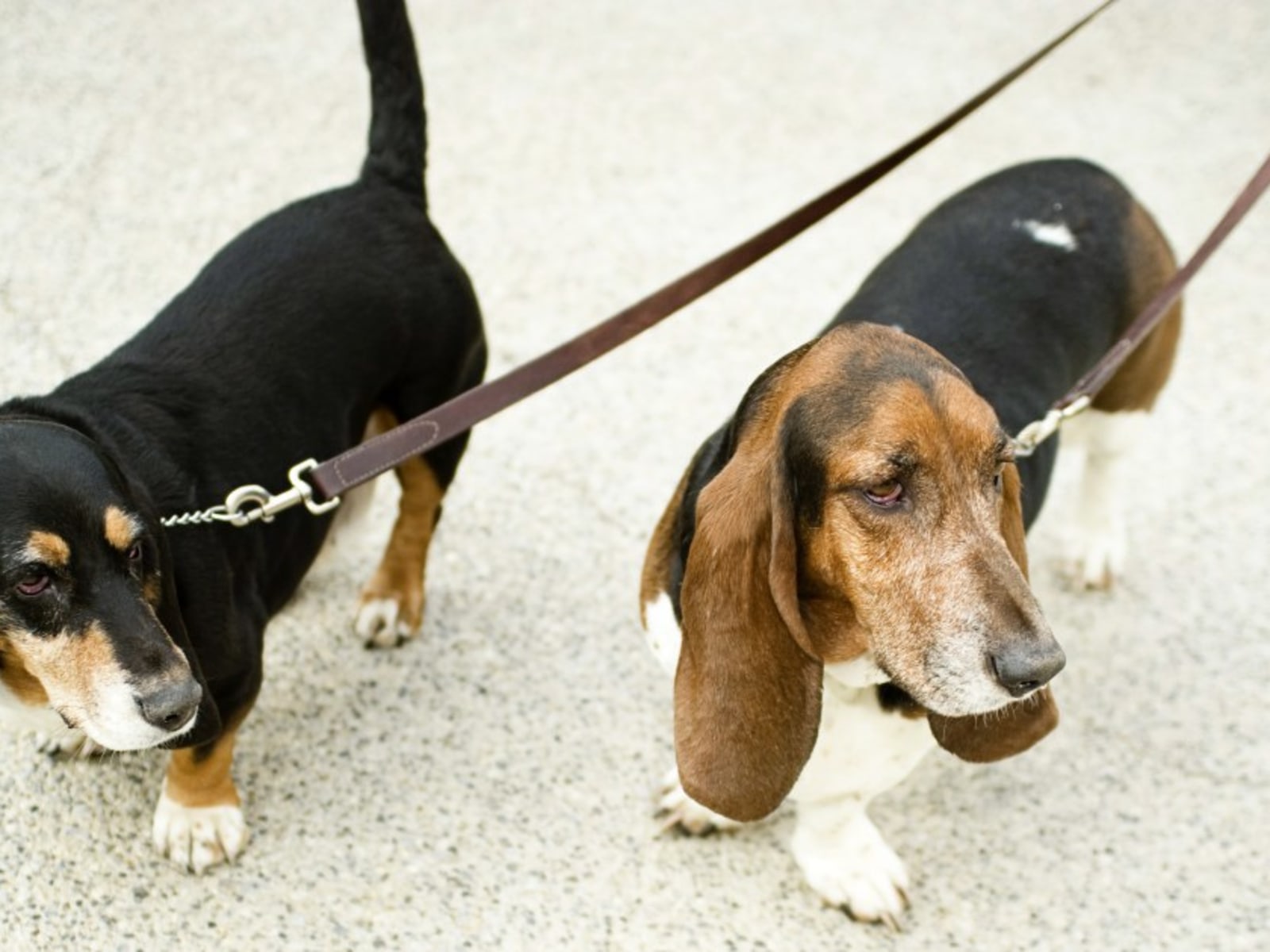 Pros, Cons, and Care of Leather Dog Leashes