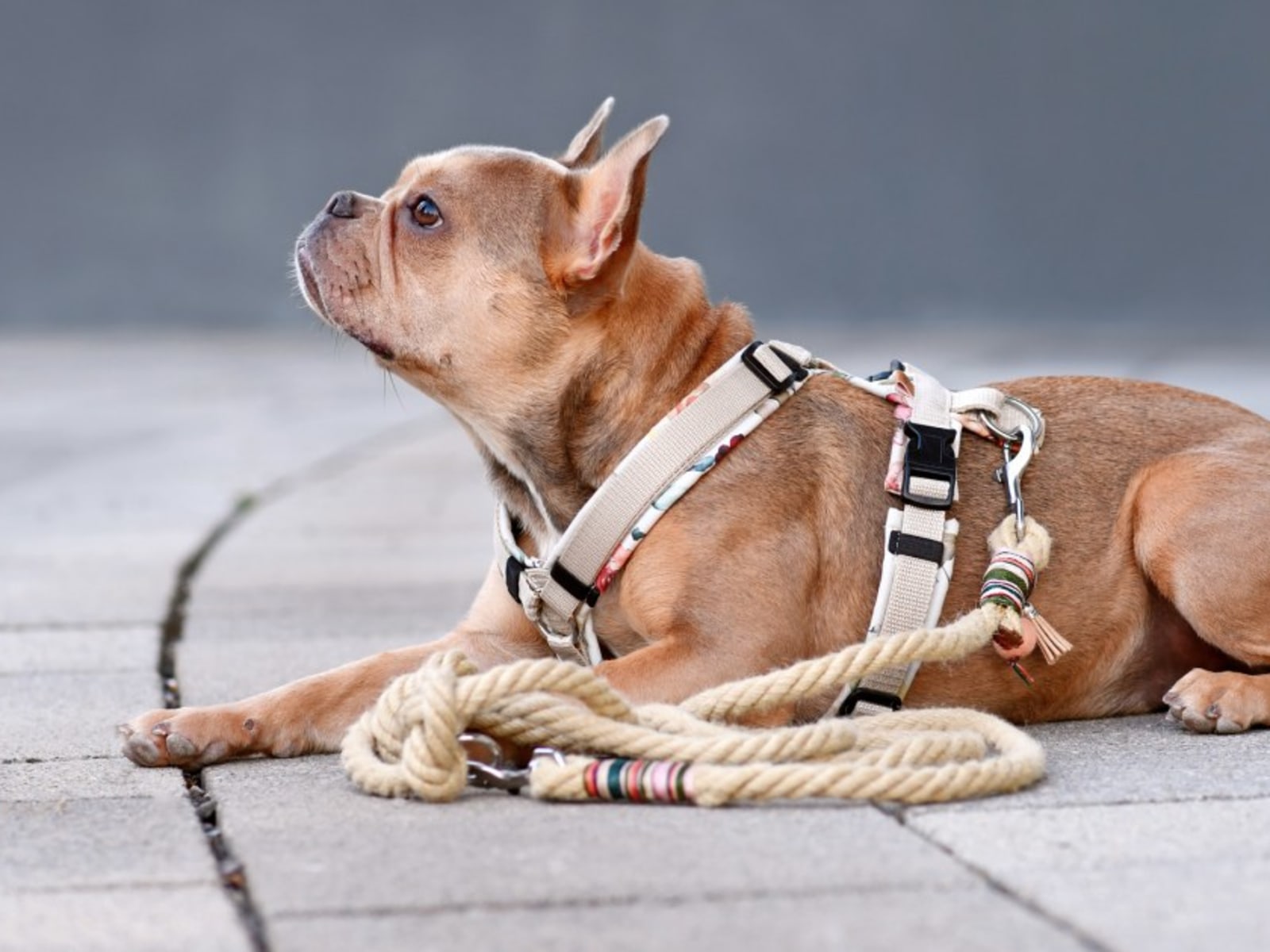 Discovering the Advantages and Disadvantages of Dog Rope Leash Materials and Designs