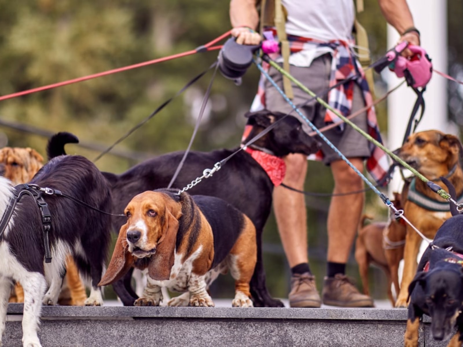 Best Dog Leashes: Factors to Consider & Top Picks for Every Size