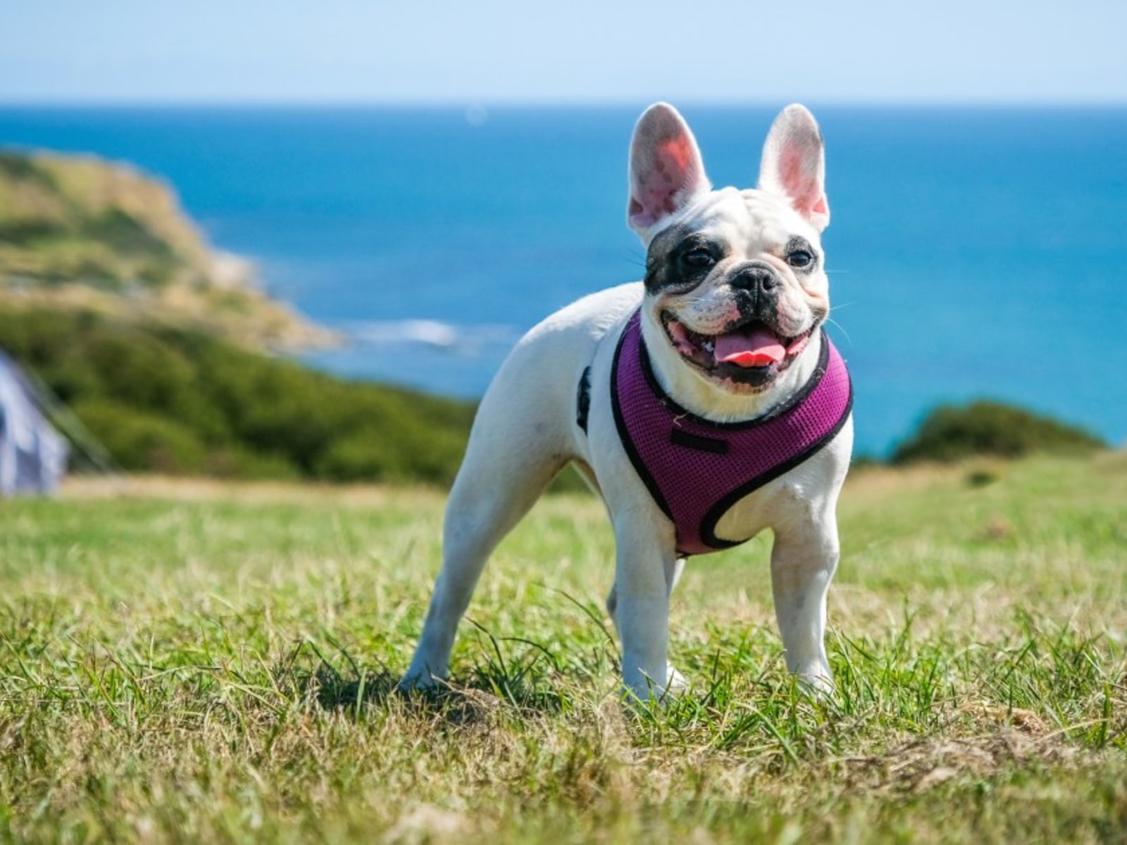 Advantages and Disadvantages of No Pull Dog Harnesses