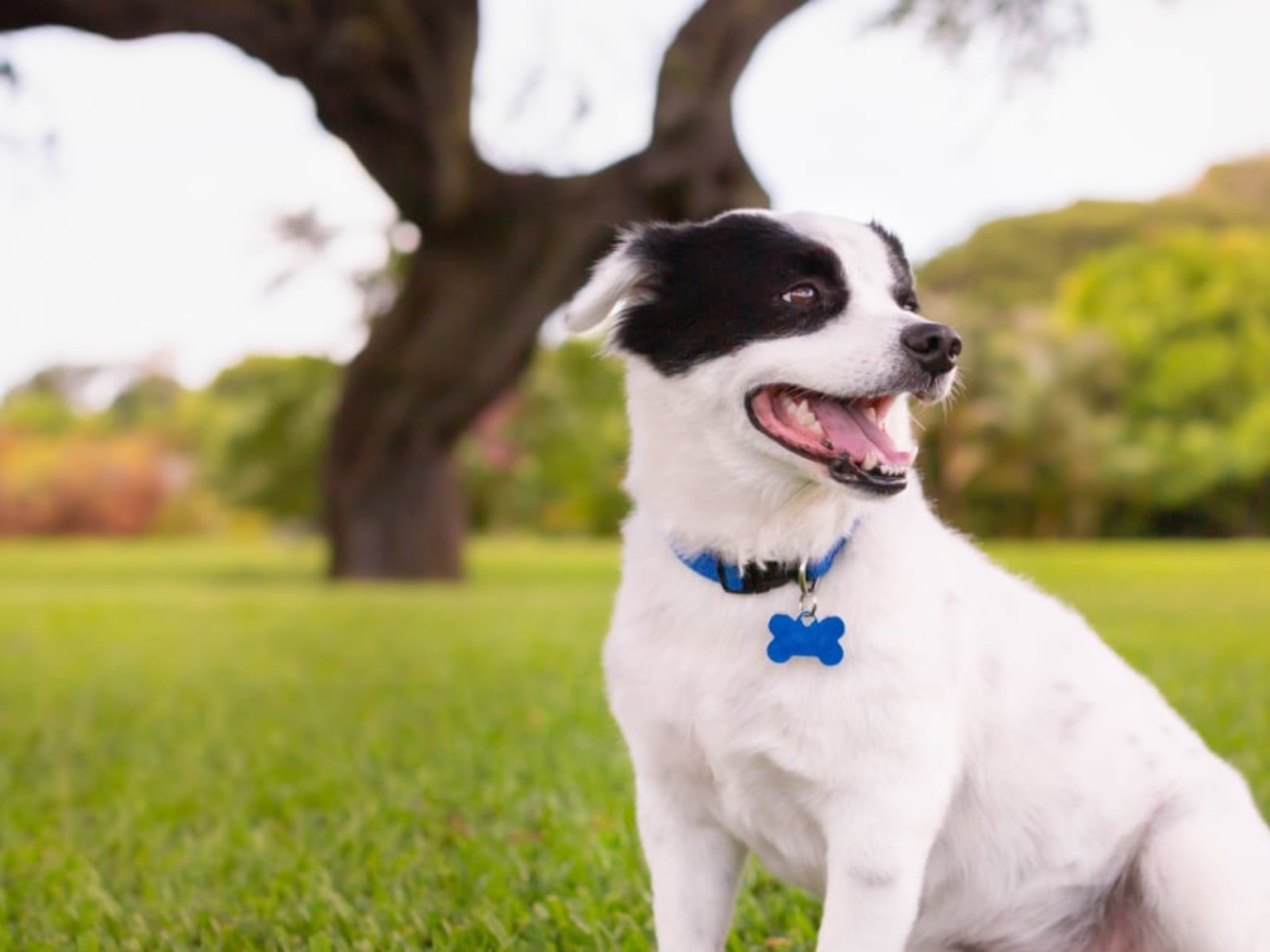 Martingale Collars for Dogs: Advantages, How to Use, and Safety