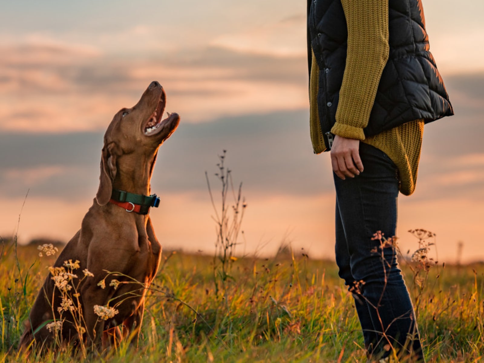 Best Dog Collars: Choosing the Perfect Collar for Your Dog