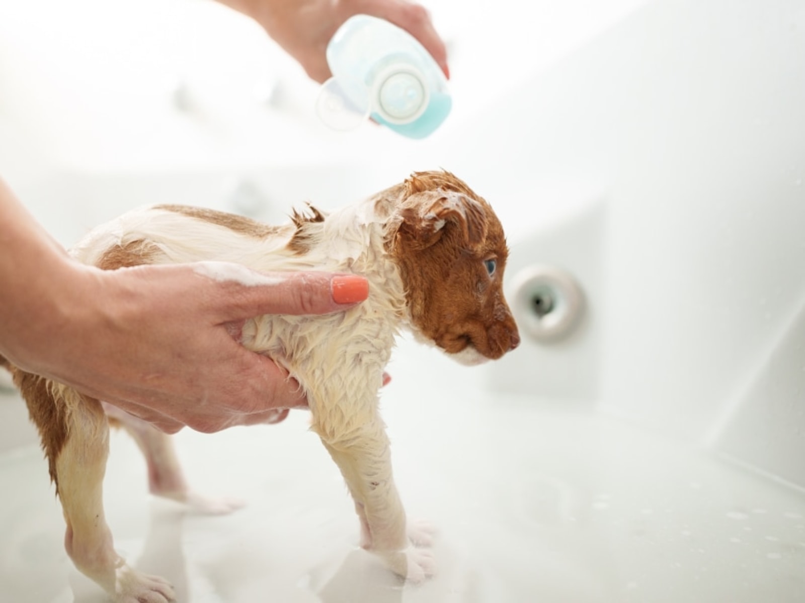 Best Dog Shampoo: A Comprehensive Guide to Choosing the Right One