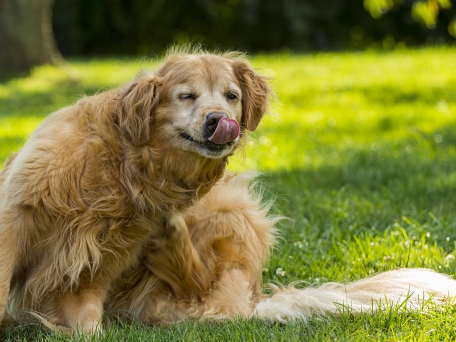 Best Flea Treatment for Dogs: A Comprehensive Guide