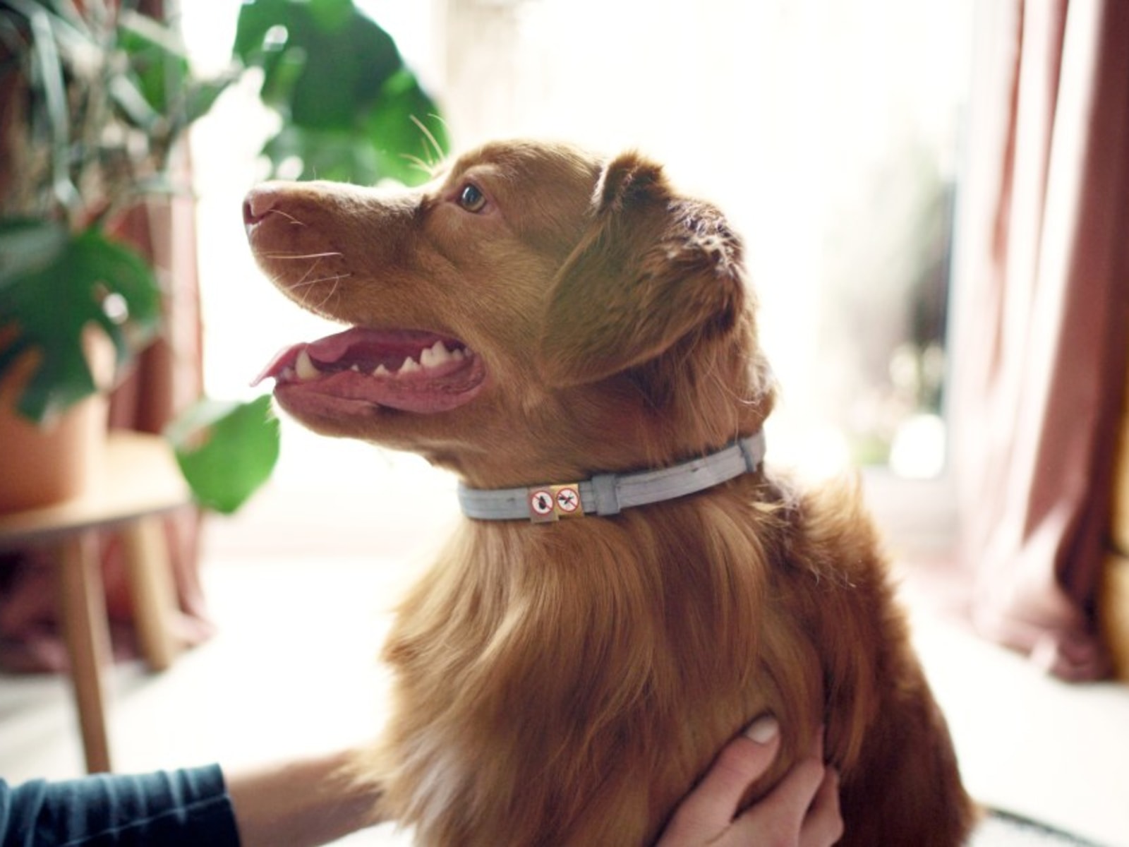 Good and Bad of Dog Flea Collars: Chemical or Natural Collar?