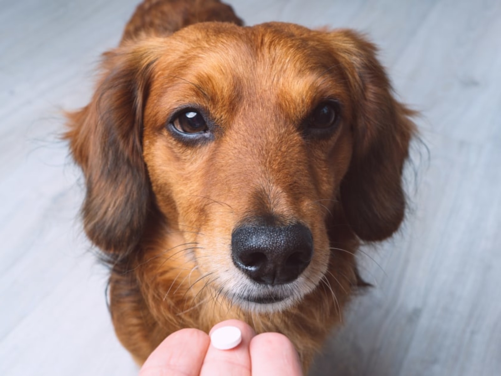 Good and Bad of Dog Flea Pills: Pros and Cons