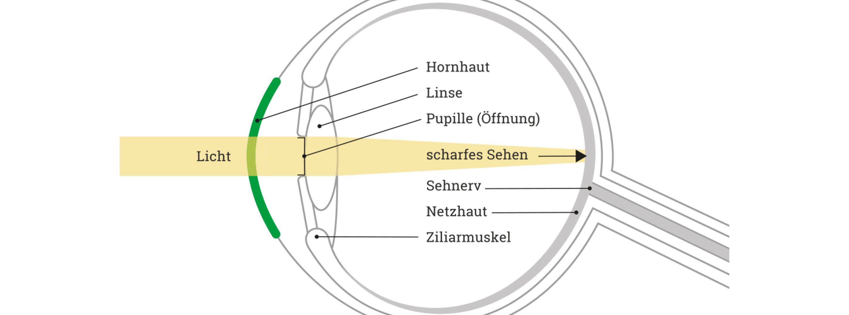 Aufbau des Auges