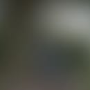 Dalan's blurred avatar