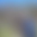Giorgio's blurred avatar