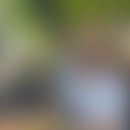 Fabrice's blurred avatar