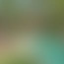 Dee's blurred avatar