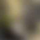 Celso's blurred avatar