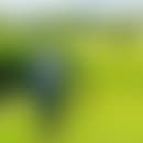 Valmikis verschwommener Avatar