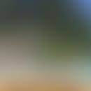 Vanessa's blurred avatar