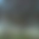 Sabah's blurred avatar