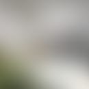 Auroras verschwommener Avatar