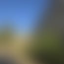 Ghizlanes verschwommener Avatar