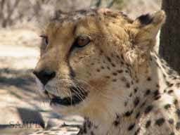 Ocean Blue Guest House - Picture 8