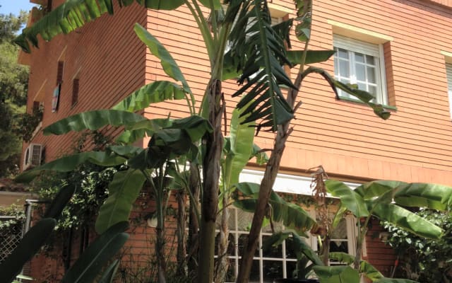 ORANGE DOUBLE - Picture 12