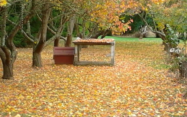 Orchiston - Foto 19