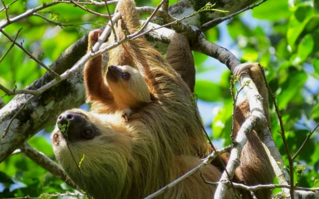 Casa Mango: foresta pluviale a prezzi accessibili e casa sulla spiaggia vicino ai servizi - Foto 2