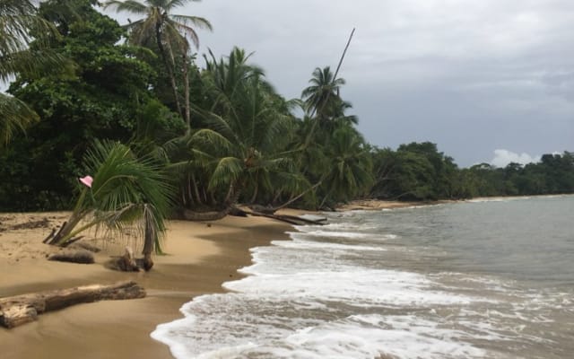 Casa Mango: foresta pluviale a prezzi accessibili e casa sulla spiaggia vicino ai servizi - Foto 7