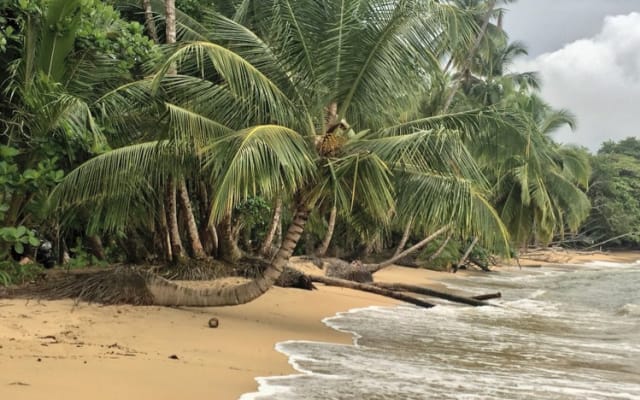 Casa Mango: foresta pluviale a prezzi accessibili e casa sulla spiaggia vicino ai servizi - Foto 8