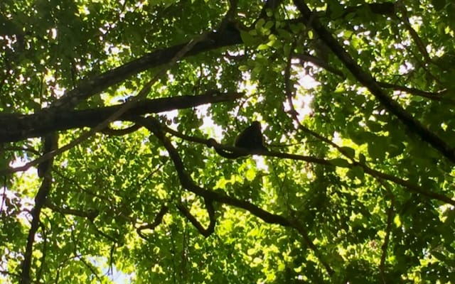 Casa Mango: foresta pluviale a prezzi accessibili e casa sulla spiaggia vicino ai servizi - Foto 10