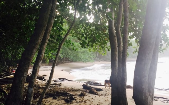 Casa Mango: foresta pluviale a prezzi accessibili e casa sulla spiaggia vicino ai servizi - Foto 11