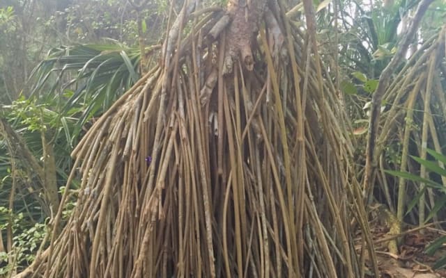 Casa Mango: foresta pluviale a prezzi accessibili e casa sulla spiaggia vicino ai servizi - Foto 12