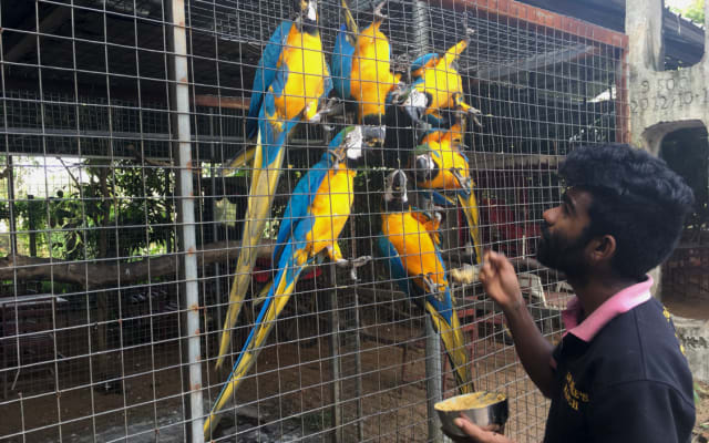 Bangalore de férias num rancho de cavalos com papagaios grandes...