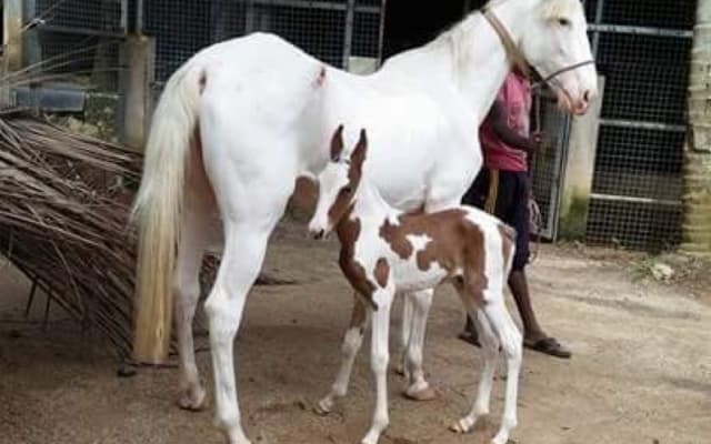 Bangalore de férias num rancho de cavalos com papagaios grandes...