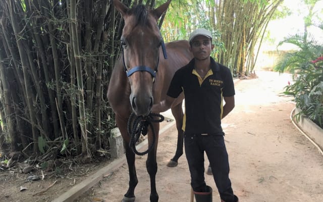 Bangalore de férias num rancho de cavalos com papagaios grandes...