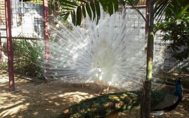 Bungalow de férias numa estância de aves com aves alimentadas à mão e...