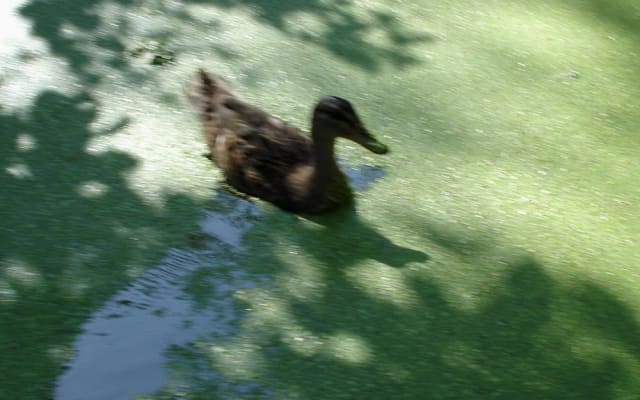 Zimmer bei uns im Herzen des Marais Poitevin