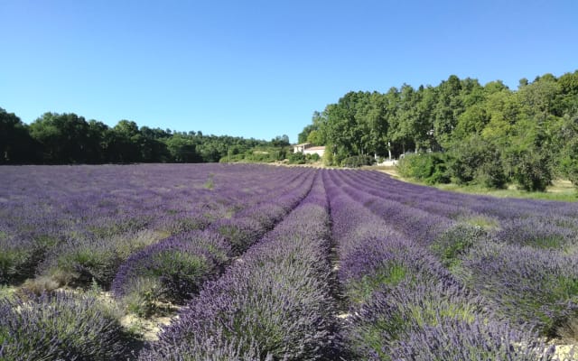 Sigonce, Luberon, Room for rent in a villa - Ginko