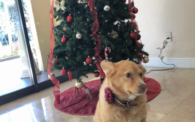 Sans Souci Hippie love and peace - Picture 14