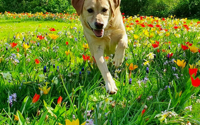 L'annuncio di Edwin & Lennart su misterb&b - our dog Bram