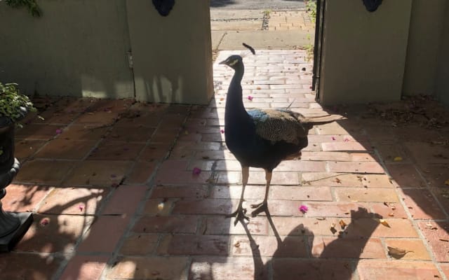 Just Chill Here - Picture 8