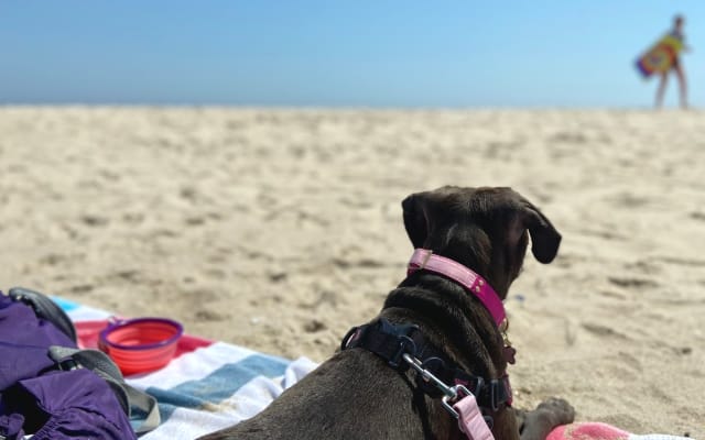 Roupa opcional: Quarto/banheiro privado, perto da praia e do ferry de Fire Island - Foto 18