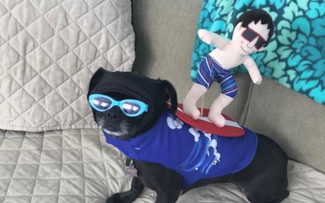 SPIAGGIA amica dei cani