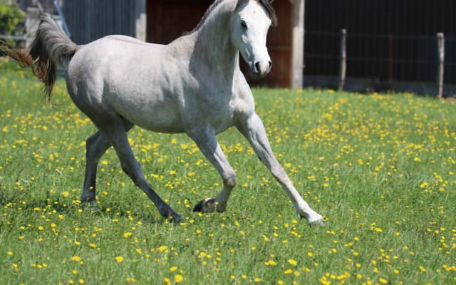 Haras de l'orme