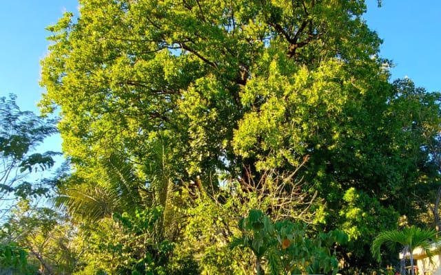 Endroit paisible : Studio confortable avec jardin + Tico Farm (propriét