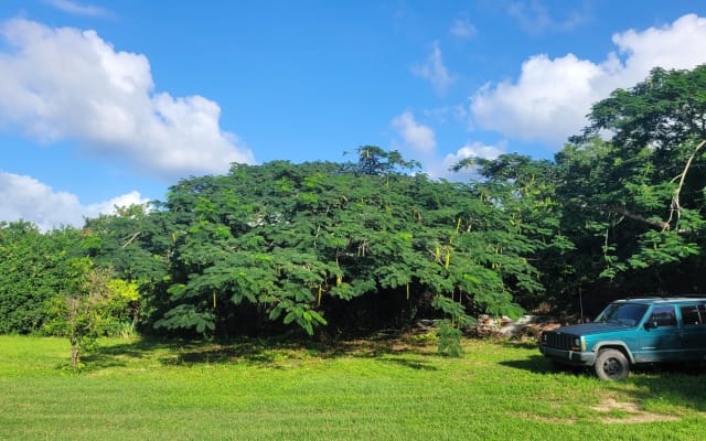 A&S Tropical Cottage (Kleidung optional)