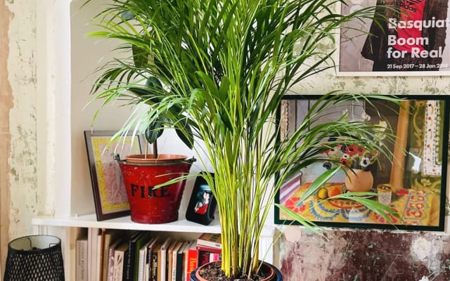 Luminoso espacioso doble con gato interior