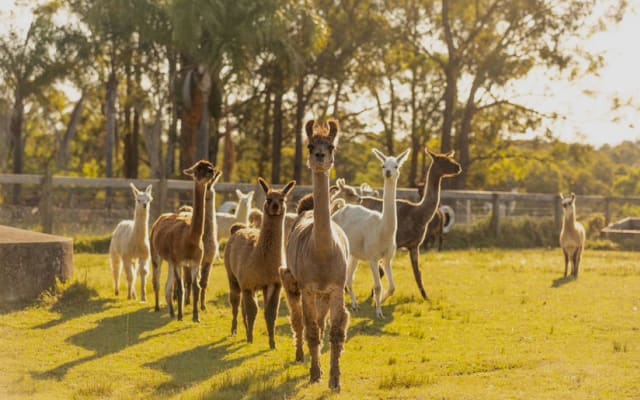Lama-Lodge Hunter Valley