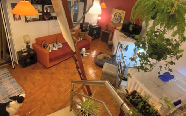 Appartamento d'artista, con tante piante e 4 cani