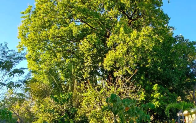 Endroit paisible : Studios douillets avec jardin + ferme Tico (propriét