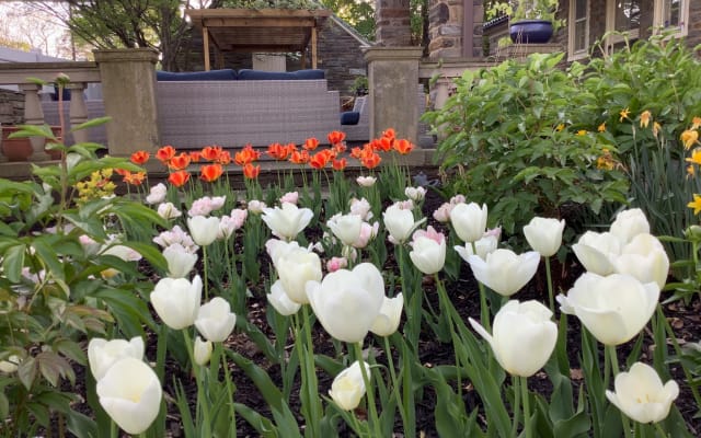 Kun's listing on misterb&b - Backyard