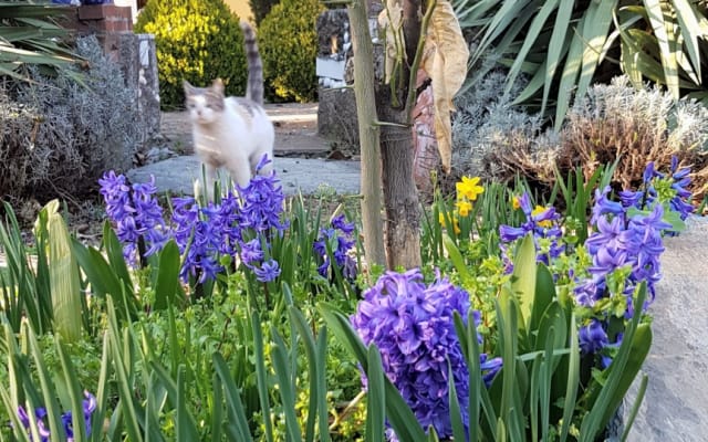 Bellissimo ambiente casa piena con grande giardino mediterraneo